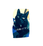 黒猫マルマル（個別スタンプ：3）