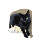 黒猫マルマル（個別スタンプ：4）