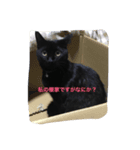 黒猫マルマル（個別スタンプ：5）