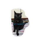 黒猫マルマル（個別スタンプ：6）
