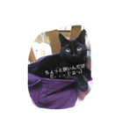 黒猫マルマル（個別スタンプ：8）