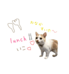 日常で使えるにゃんこ達（個別スタンプ：1）