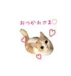 日常で使えるにゃんこ達（個別スタンプ：2）