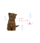 日常で使えるにゃんこ達（個別スタンプ：3）