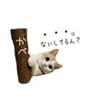 日常で使えるにゃんこ達（個別スタンプ：4）