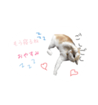 日常で使えるにゃんこ達（個別スタンプ：5）