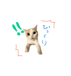 日常で使えるにゃんこ達（個別スタンプ：6）