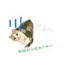 日常で使えるにゃんこ達（個別スタンプ：7）