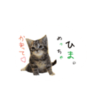 日常で使えるにゃんこ達（個別スタンプ：8）