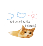 日常で使えるにゃんこ達（個別スタンプ：10）