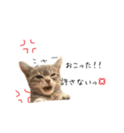 日常で使えるにゃんこ達（個別スタンプ：11）