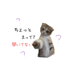 日常で使えるにゃんこ達（個別スタンプ：13）