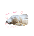 日常で使えるにゃんこ達（個別スタンプ：14）