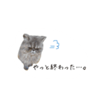 日常で使えるにゃんこ達（個別スタンプ：15）