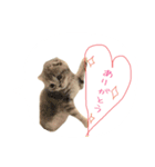 日常で使えるにゃんこ達（個別スタンプ：16）