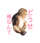 どうぶつたち 1（個別スタンプ：2）