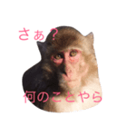 どうぶつたち 1（個別スタンプ：4）