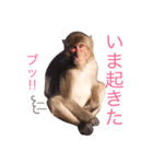 どうぶつたち 1（個別スタンプ：5）