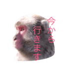 どうぶつたち 1（個別スタンプ：6）