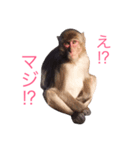 どうぶつたち 1（個別スタンプ：8）