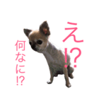 どうぶつたち 1（個別スタンプ：12）