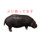 どうぶつたち 1（個別スタンプ：14）