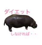 どうぶつたち 1（個別スタンプ：15）