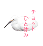 どうぶつたち 1（個別スタンプ：16）