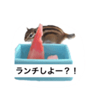 シマリス君（個別スタンプ：7）