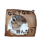 シマリス君（個別スタンプ：9）