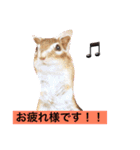 シマリス君（個別スタンプ：11）