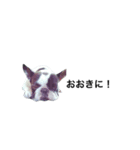 King the frenche（個別スタンプ：5）