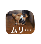 ハマダです…。（個別スタンプ：3）