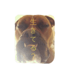 ハマダです…。（個別スタンプ：22）