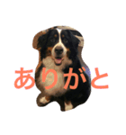 うちの潮音さん♡（個別スタンプ：2）