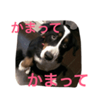 うちの潮音さん♡（個別スタンプ：4）