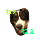 うちの潮音さん♡（個別スタンプ：10）