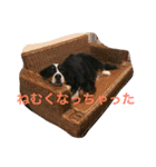 うちの潮音さん♡（個別スタンプ：11）