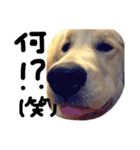 ゴールデン犬ティキくん（個別スタンプ：4）