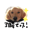 ゴールデン犬ティキくん（個別スタンプ：6）