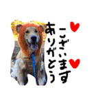 ゴールデン犬ティキくん（個別スタンプ：7）