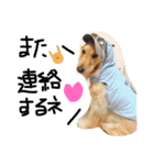 ゴールデン犬ティキくん（個別スタンプ：9）