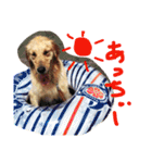 ゴールデン犬ティキくん（個別スタンプ：11）