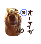 ゴールデン犬ティキくん（個別スタンプ：12）