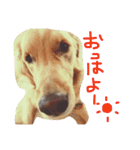 ゴールデン犬ティキくん（個別スタンプ：14）