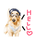 ゴールデン犬ティキくん（個別スタンプ：15）