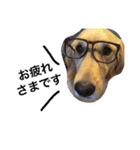 ゴールデン犬ティキくん（個別スタンプ：18）
