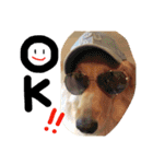 ゴールデン犬ティキくん（個別スタンプ：19）