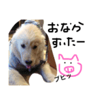 ゴールデン犬ティキくん（個別スタンプ：20）