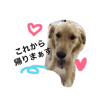 ゴールデン犬ティキくん（個別スタンプ：21）